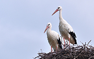 01 White stork (Ciconia ciconia)